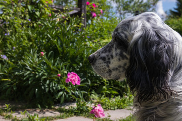 Dog English Setter.Outdoor in the garden summer day