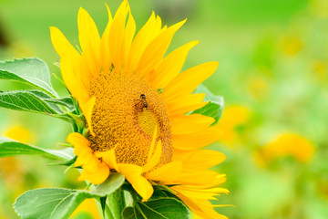 Obraz premium Closeup Sunflower in the garden.