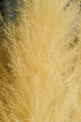 Closeup and Selective Focus Brown Grass flower, African Fountain Grass.