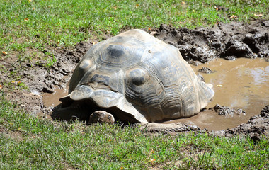 Fototapeta premium Galapagos Giant Tortoise Walking in the Garden