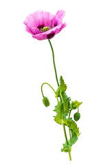 Purplr Poppy-Opium flower Forbidden flowers or opium poppy - obrazy, fototapety, plakaty