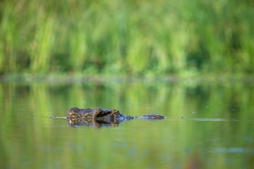 Nile crocodile in Kruger National park, South Africa