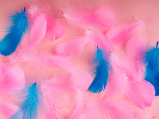 Selective soft focus close up pink feathers texture in pastel color