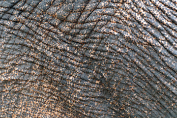 Elephant Skin