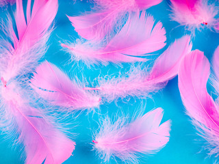 Obraz premium Selective soft focus close up pink feathers texture in pastel color