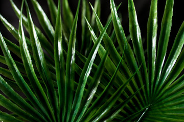 Fototapeta premium leaf of palm background texture