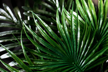 Naklejka na ściany i meble green leaf background texture