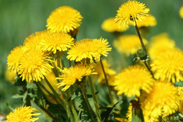 Green grass with yellow dandelions. Close up spring flowers.
