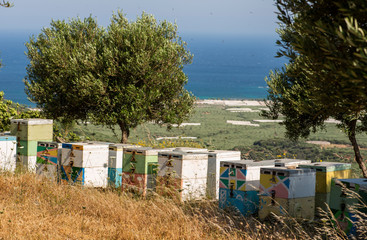 Fototapeta na wymiar Bienenstöcke unter Olivenbäumen stehen auf Kreta auf Hochebene am Meer im starken Wind