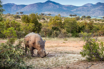 Southern white rhinoceros in Kruger National park, South Africa © PACO COMO