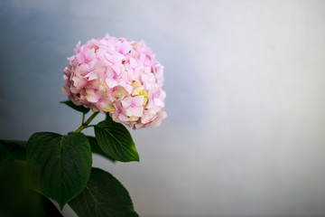 Closeup of a Pale Pink Hydrangea Flower Against a Bluish Gray Background