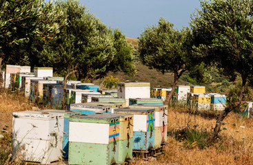 Bienenst&ouml;cke unter Olivenb&auml;umen stehen auf Kreta auf Hochebene am Meer im starken Wind