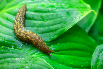 slug on a green leaf of a bush close-up