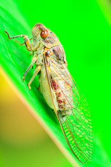 Closeup By Selective Focus Cicada is on the Green leaves in nature.