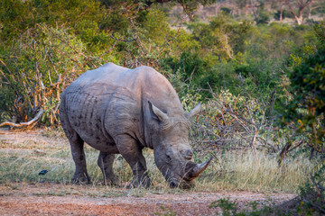 Southern white rhinoceros in Kruger National park, South Africa