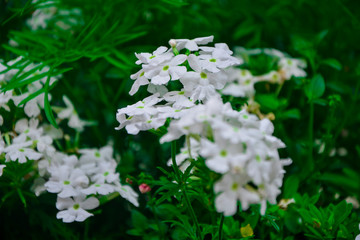 White Vervain in garden