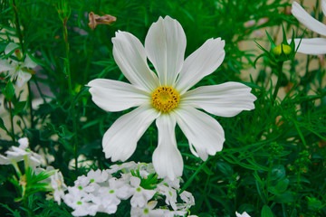 white Garden Cosmos flower in garden