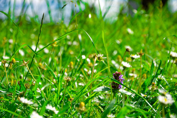 Heal-all flower in green grass in sunlight