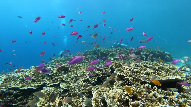 Colorful fish such as Amethyst anthias swim around the coral reef and there is a diver in the back.