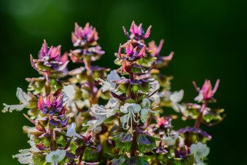 Closeup and Selective Focus flowers Holy Basil or Sacred Basil in the garden.