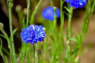 Cornflower flowers in sunlight