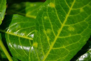 Bay laurel leaves in summer
