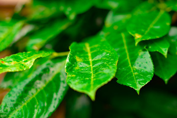 Bay laurel leaves in summer