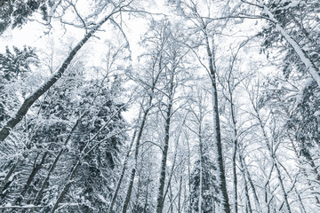 Fototapeta na wymiar European forest in winter season