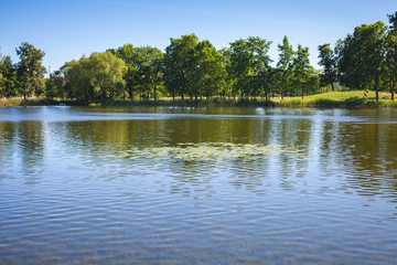 Shallow pond with yellow water-lily