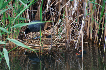The Eurasian Coot, Fulica atra, also known as Coot breeding on its nest