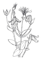 Sketch of the flower of the Clematis whole-leaved.
