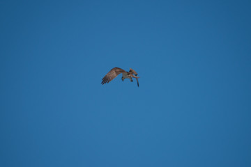 Osprey in the bird protection area Hjälstaviken close to Stockholm