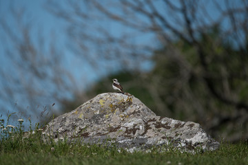 Whinchat on a rock in the bird protection area Hjälstaviken close to Stockholm