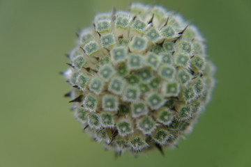 Naturaleza macro