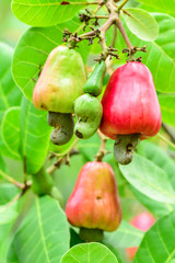 Cashew nut on the tree,Cashew or Anacardium occidentale or marañón.