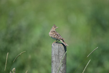 Eurasian skylark on a pole in the bird protection area Hjälstaviken close to Stockholm