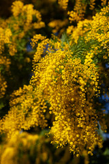 Acacia dealbata flowers