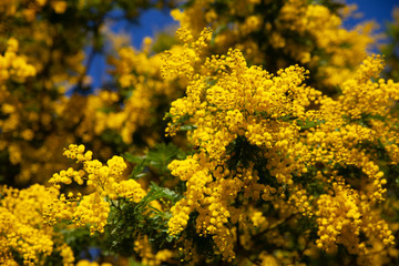 Acacia dealbata flowers