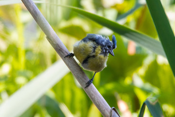 Juvenile Eurasian blue tit on reeds