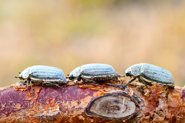 closeup three insects on the timber.