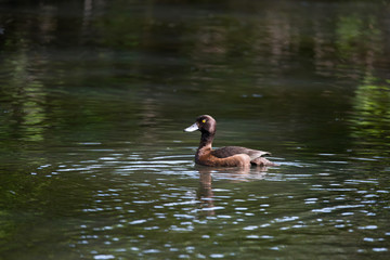 Tufted duck in a pond on the Drottningholm island Stockholm