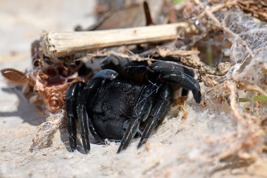 weibliche R&ouml;hrenspinne (Eresidae) auf Kalymnos, Griechenland