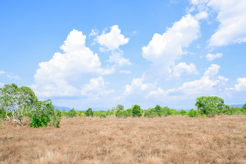 Fototapeta na wymiar The beauty of grassland, trees and blue skies Of Phra Thong Island Kuraburi District, Phang Nga Province, Thailand.