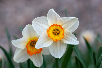 Beautiful white narcissus flower with yellow center. Blurred Background