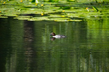 Tufted duck in a pond on the Drottningholm island Stockholm
