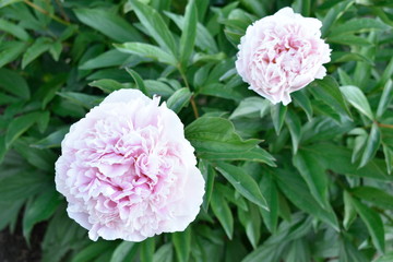 Colorful decorative summer garden flowers.