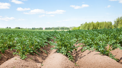 Fototapeta na wymiar Rows of potatoes on the farm field. Cultivation of potatoes in Russia. Landscape with agricultural fields in sunny weather.