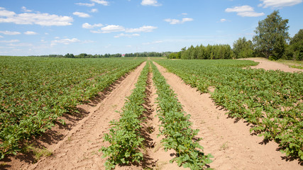 Fototapeta na wymiar Rows of potatoes on the farm field. Cultivation of potatoes in Russia. Landscape with agricultural fields in sunny weather. Landscape with agricultural fields in sunny weather. A field of potatoes in