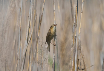 Eurasian reed warbler  on a reed in the bird protection area Hjälstaviken close to Stockholm