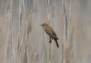 Eurasian reed warbler  on a reed in the bird protection area Hjälstaviken close to Stockholm